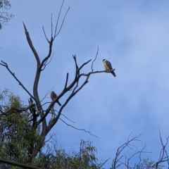 Falco longipennis (Australian Hobby) at Kingston, ACT - 29 Dec 2022 by dougsky
