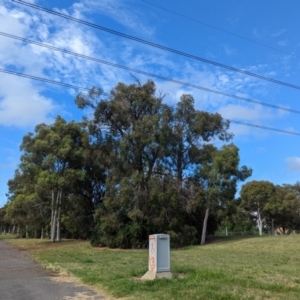 Falco longipennis at Kingston, ACT - 30 Dec 2022