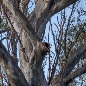 Callocephalon fimbriatum at Phillip, ACT - suppressed