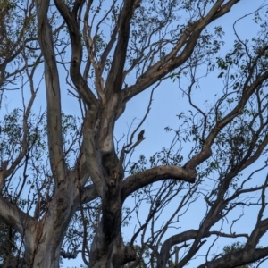 Callocephalon fimbriatum at Phillip, ACT - suppressed