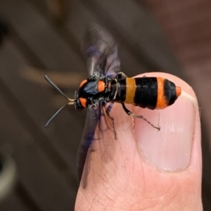 Pterygophorus cinctus at Hackett, ACT - 30 Dec 2022 05:51 PM