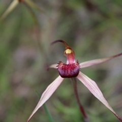 Caladenia montana (Mountain Spider Orchid) at Yaouk, NSW - 19 Nov 2022 by Tapirlord