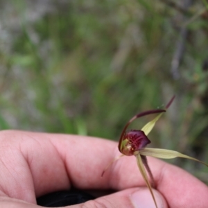 Caladenia montana at Yaouk, NSW - suppressed