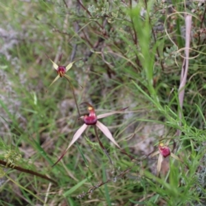 Caladenia montana at Yaouk, NSW - suppressed