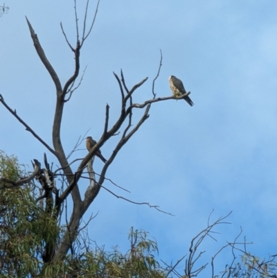 Falco longipennis (Australian Hobby) at Kingston, ACT - 29 Dec 2022 by stofbrew