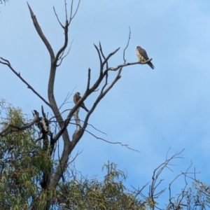 Falco longipennis at Kingston, ACT - 30 Dec 2022