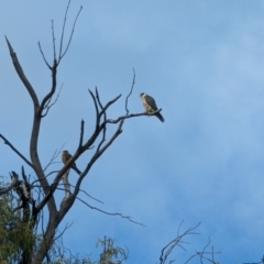 Falco longipennis at Kingston, ACT - 30 Dec 2022