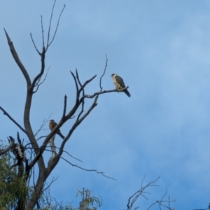 Falco longipennis at Kingston, ACT - 30 Dec 2022