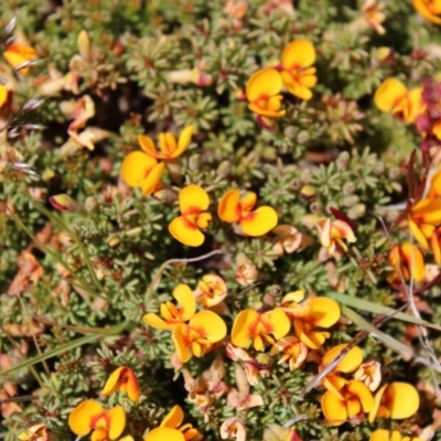 Dillwynia prostrata (Matted Parrot-pea) at Namadgi National Park - 23 Nov 2022 by Tapirlord