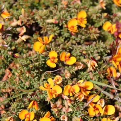 Dillwynia prostrata (Matted Parrot-pea) at Mount Clear, ACT - 24 Nov 2022 by Tapirlord