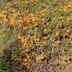 Dillwynia prostrata at Mount Clear, ACT - 24 Nov 2022