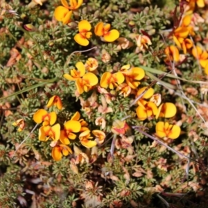 Dillwynia prostrata at Mount Clear, ACT - 24 Nov 2022