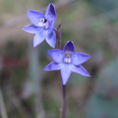 Thelymitra simulata (Graceful Sun-orchid) at Tennent, ACT - 4 Dec 2022 by Tapirlord