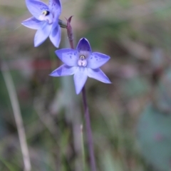 Thelymitra simulata at Tennent, ACT - suppressed