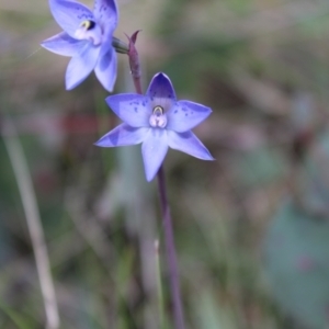 Thelymitra simulata at Tennent, ACT - 4 Dec 2022