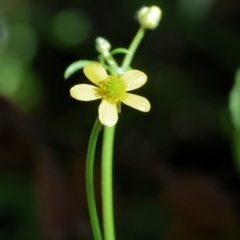 Ranunculus sp. (Buttercup) at Lochiel, NSW - 26 Dec 2022 by KylieWaldon