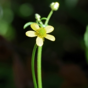 Ranunculus sp. at Lochiel, NSW - 27 Dec 2022