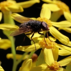 Unidentified True fly (Diptera) at Lochiel, NSW - 26 Dec 2022 by KylieWaldon