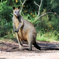 Wallabia bicolor (Swamp Wallaby) at Yurammie State Forest - 26 Dec 2022 by KylieWaldon