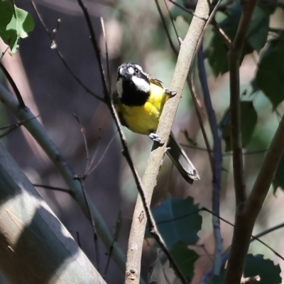 Falcunculus frontatus (Eastern Shrike-tit) at Lochiel, NSW - 26 Dec 2022 by KylieWaldon