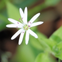 Stellaria flaccida (Forest Starwort) at Lochiel, NSW - 27 Dec 2022 by KylieWaldon