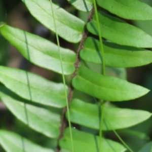 Pellaea falcata at Lochiel, NSW - 27 Dec 2022