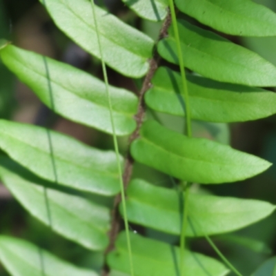 Pellaea falcata (Sickle Fern) at Lochiel, NSW - 27 Dec 2022 by KylieWaldon