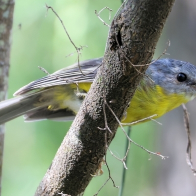 Eopsaltria australis (Eastern Yellow Robin) at Lochiel, NSW - 27 Dec 2022 by KylieWaldon