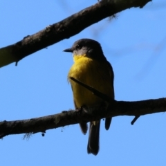 Eopsaltria australis at Lochiel, NSW - 27 Dec 2022