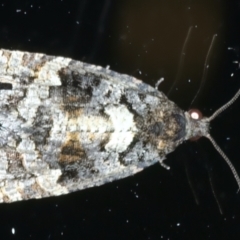 Tortricinae (subfamily) (A tortrix moth) at Ainslie, ACT - 26 Dec 2022 by jb2602