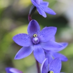 Thelymitra simulata (Graceful Sun-orchid) at Tennent, ACT - 3 Dec 2022 by Tapirlord