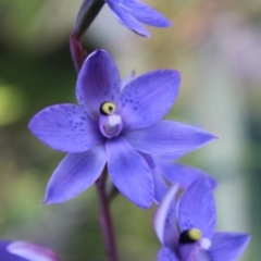 Thelymitra simulata at Tharwa, ACT - suppressed