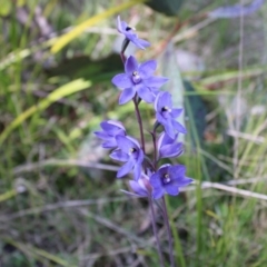 Thelymitra simulata at Tharwa, ACT - suppressed