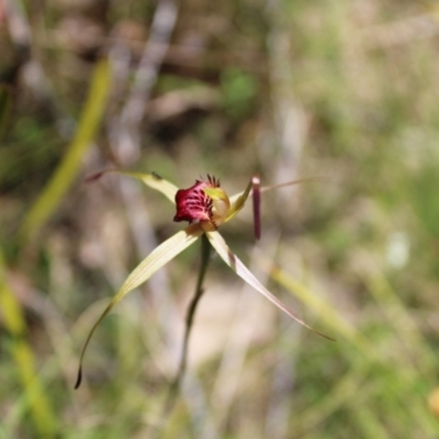 Caladenia montana (Mountain Spider Orchid) at Tennent, ACT - 3 Dec 2022 by Tapirlord
