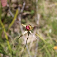 Caladenia montana at Tennent, ACT - 4 Dec 2022