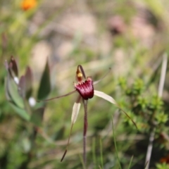 Caladenia montana (Mountain Spider Orchid) at Tennent, ACT - 4 Dec 2022 by Tapirlord