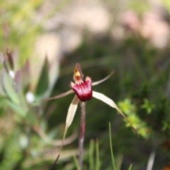 Caladenia montana at Tharwa, ACT - 4 Dec 2022