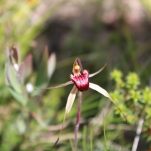 Caladenia montana at Tharwa, ACT - 4 Dec 2022