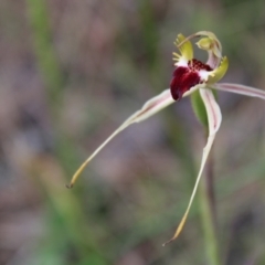 Caladenia parva (Brown-clubbed Spider Orchid) at Tennent, ACT - 4 Dec 2022 by Tapirlord