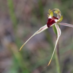 Caladenia parva at Tennent, ACT - suppressed