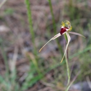 Caladenia parva at Tennent, ACT - suppressed