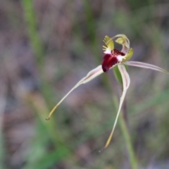 Caladenia parva at Tennent, ACT - suppressed