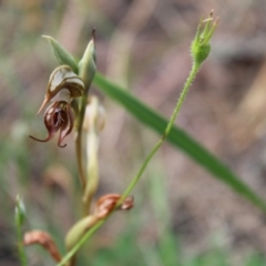 Oligochaetochilus hamatus (Southern Hooked Rustyhood) at Tennent, ACT - 4 Dec 2022 by Tapirlord