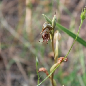 Oligochaetochilus hamatus at Tennent, ACT - 4 Dec 2022