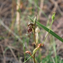 Oligochaetochilus hamatus at Tennent, ACT - 4 Dec 2022