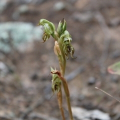 Oligochaetochilus hamatus (Southern Hooked Rustyhood) at Tennent, ACT - 4 Dec 2022 by Tapirlord