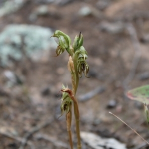 Oligochaetochilus hamatus at Tennent, ACT - suppressed