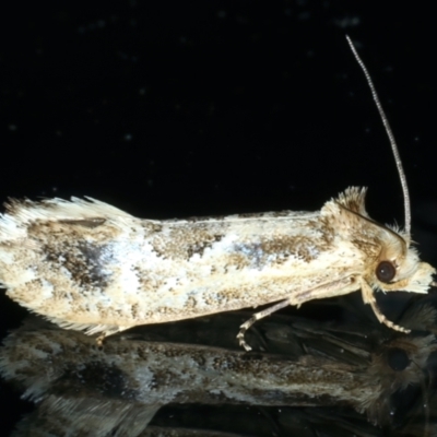 Moerarchis inconcisella (A tineid moth) at Ainslie, ACT - 26 Dec 2022 by jb2602