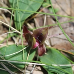 Chiloglottis valida (Large Bird Orchid) at Cotter River, ACT - 6 Dec 2022 by Tapirlord