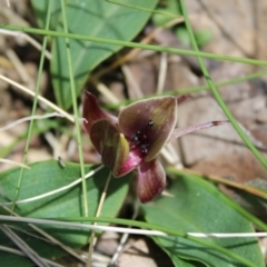 Chiloglottis valida (Large Bird Orchid) at Namadgi National Park - 6 Dec 2022 by Tapirlord